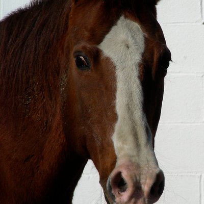 Profile Picture of AndyGalligan (@AndyGalligan) on Twitter