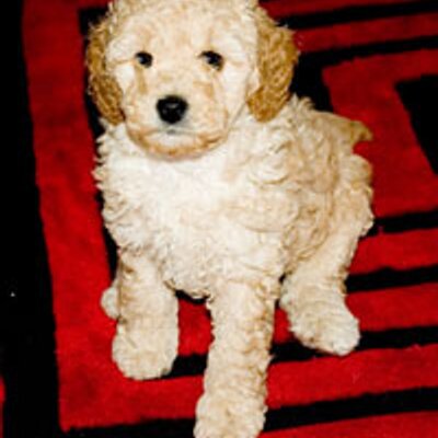 Profile Picture of Ronald Hodgson (@merccar) on Twitter