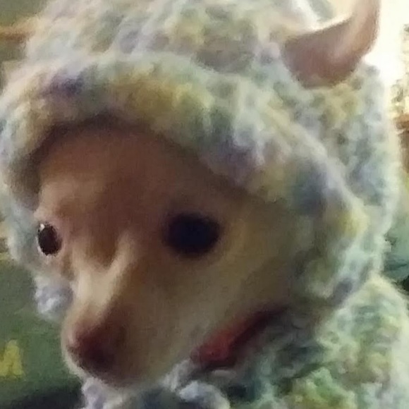 Gentle giants Gentle giants - Poshmark Profile Picture of Gentle giants Gentle giants (@vickitrixy) on Poshmark