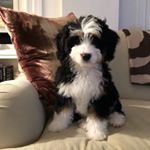 Profile Picture of Stella ☆ Harper 🐾 (@stellatheminibernedoodle) on Instagram