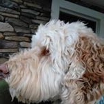Profile Picture of Nathan Groff (@hairypup) on Instagram