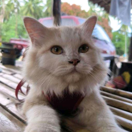 Profile Picture of Sed_Rick2 (@sed_rick0) on Tiktok