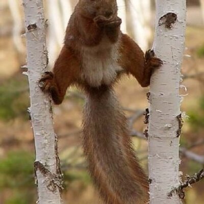 Profile Picture of Paul Cannell (@pscan4) on Twitter