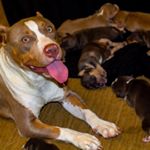 Profile Picture of Candy Land Kennels🍭🌈🍬🍡🎨🍭 (@candylandkennels) on Instagram