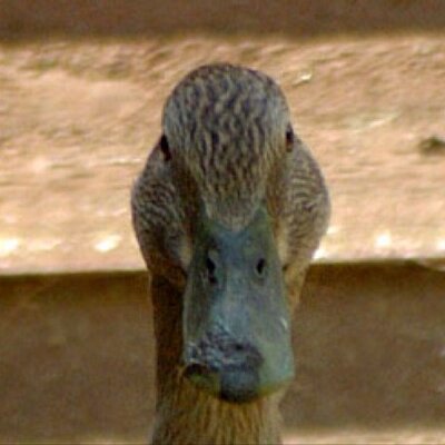 Profile Picture of Keith Harrington (@keiththeduck) on Twitter