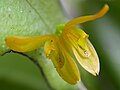 Profile Picture of Aciantheraon Wikipedia