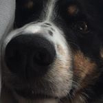 Profile Picture of Bob Bell (@lifeofbob_bell) on Instagram