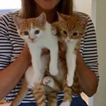 Profile Picture of Franklin & Betty 🐈🐈 (@twogingerkittens) on Instagram