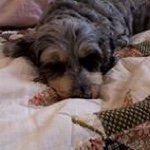 Profile Picture of Sandy Sansing (@sgsfrog) on Instagram