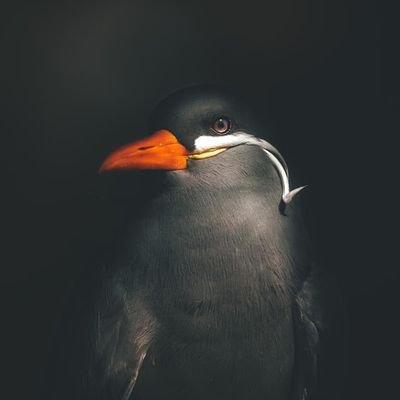 Profile Picture of Jakub Szczurowski (@szczurzyk) on Twitter