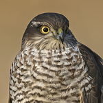 Profile Picture of Robert Booth (@rgb66 (catching up)) on Flickr