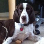 Profile Picture of 🐾Buddy🐾 (@buddy_pearson) on Instagram
