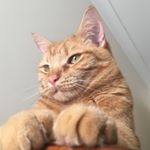Profile Picture of Andrew Hartmann (@andyh4rt) on Instagram