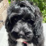 Profile Picture of Christine Peper (@drpeperpwd) on Instagram
