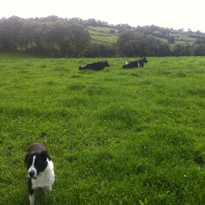 Profile Picture of Thomas Duffy (@TaeSavesLives) on Twitter