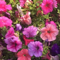 Profile Picture of Addison Bauer (@addison-bauer-4) on Quora