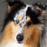 Profile Picture of Vincent aka Viki 🇫🇮 (@vincentthecollie) on Instagram