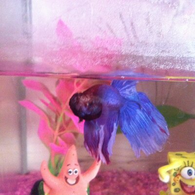 Phoebe Cox - Twitter Profile Picture of Phoebe Cox (@beautywithphoeb) on Twitter