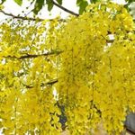 Profile Picture of Mrinalini koduganti (@kodugantimrinalini) on Instagram