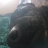 Profile Picture of Doge (@jacobiduffin) on Tiktok