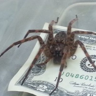 Profile Picture of Kevin Holy (@kevin_holy) on Twitter