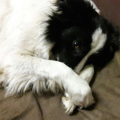 Profile Photo of Luna Dog #StayHomeHumans (@LunAndyDog) on Twitter