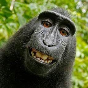 Profile Picture of David Verba (@verballz) on Twitter