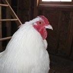 Profile Picture of Marc Kimball (@spikessf) on Instagram