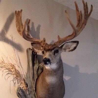 Profile Picture of Don Collins (@muleyseeker) on Twitter