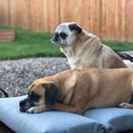 Profile Picture of Kathy Bates & Pedro (@kathybatesthedog) on Instagram