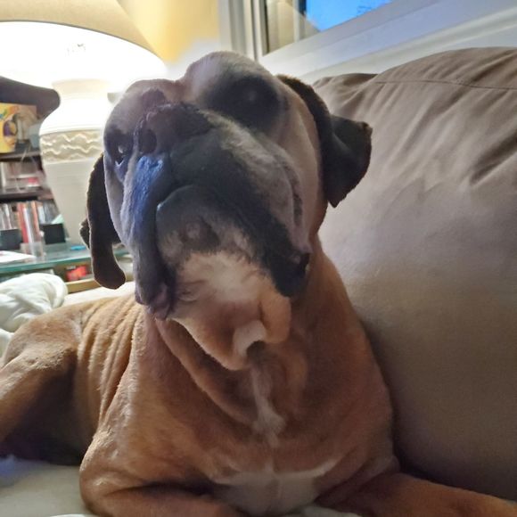 Profile Picture of John Coe (@coebellajohn) on Poshmark