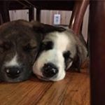 Profile Picture of Beverly Swanson (@beverly_swanson) on Instagram