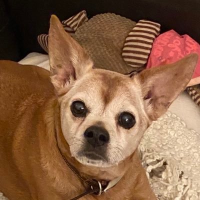 Catherine Fenton - Twitter Profile Picture of Catherine Fenton (@catherinefent15) on Twitter