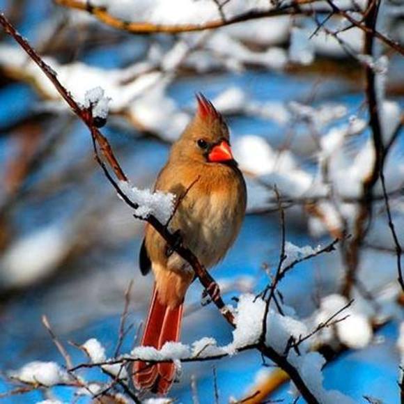 Profile Picture of April Pinnow (@glorkar) on Poshmark