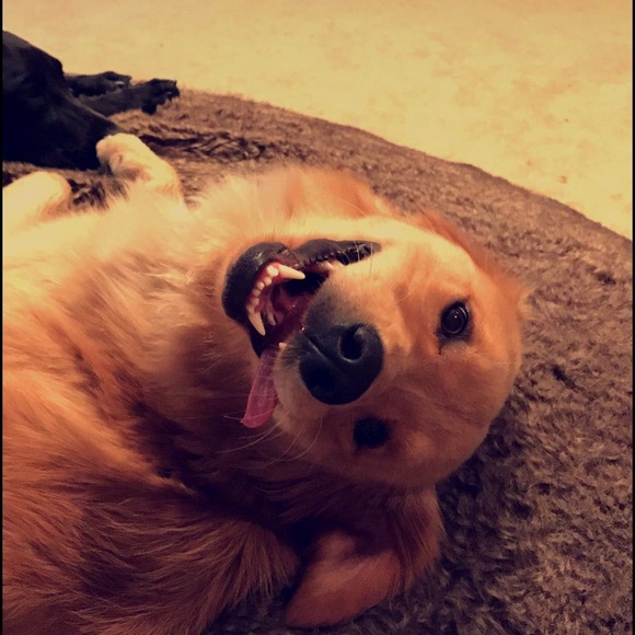 Profile Picture of Logan Braungardt (@loganbraungardt) on Poshmark