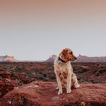 Profile Picture of Brandon & Bentley (@brandon.bentley_the.goldens) on Instagram