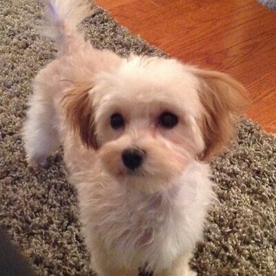 Profile Picture of Anne Crupi (@bluejaysanne) on Twitter