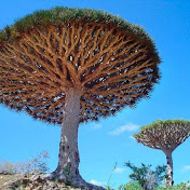 Profile Picture of Ary Silva (@arysilva8597) on Youtube