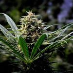 Profile Picture of Steven Saberson (@floridaagpro) on Instagram