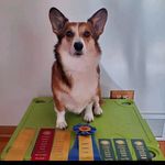 Profile Picture of CORGIS PUPPIES AND DOGS BREEDER (@anabel_carliss) on Instagram