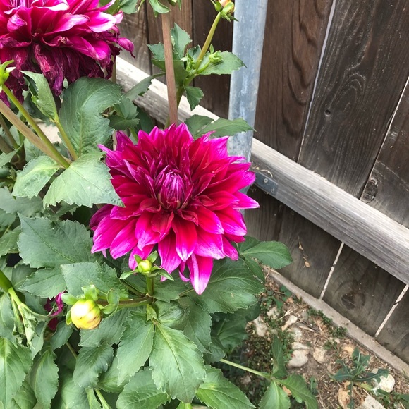 Profile Picture of Lucy Rivas (@rivass30) on Poshmark