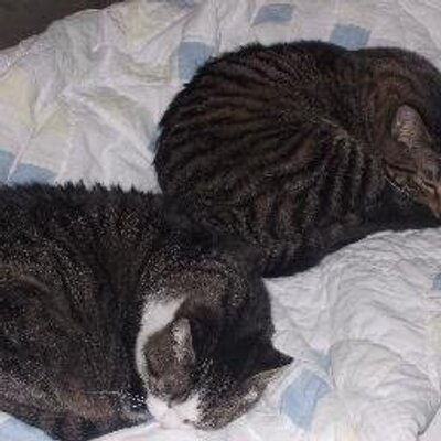 Profile Picture of HERMANN  AND ATHENA (@@ShirleyGirly43) on Twitter