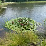 Profile Picture of Rosalie Lacasse (@Rosalie-Lacasse) on Facebook