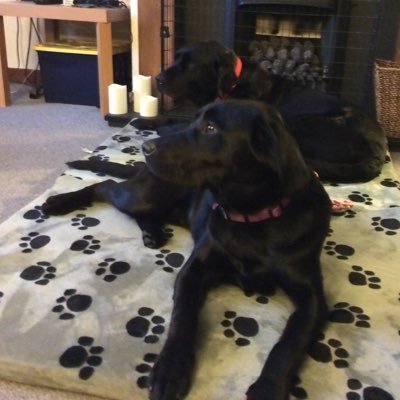 Profile Picture of Jeanette Chalmers (@JeanetteChalme2) on Twitter