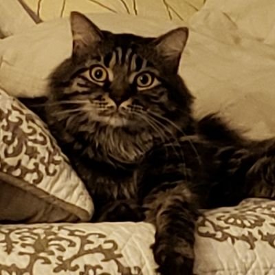 Profile Picture of J. Nelson (@JavierNelson) on Twitter
