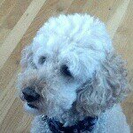 Profile Picture of Huston Cooper Hatrick Hayes (@huey_the_cookapoo) on Instagram