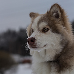 Profile Picture of Sukram-c (@sukram-c) on Flickr