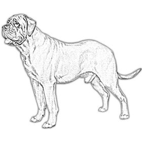 Profile Picture of Best Molosser Dog Breeds (@mybigdogstore) on Pinterest