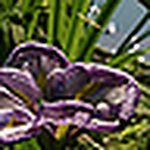 Profile Picture of Matsuura (@-sakuya-) on Flickr