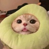 Profile Picture of 단추 (@@danchow_) on Tiktok